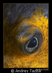 Eye of the sea. by Andrey Tazba 